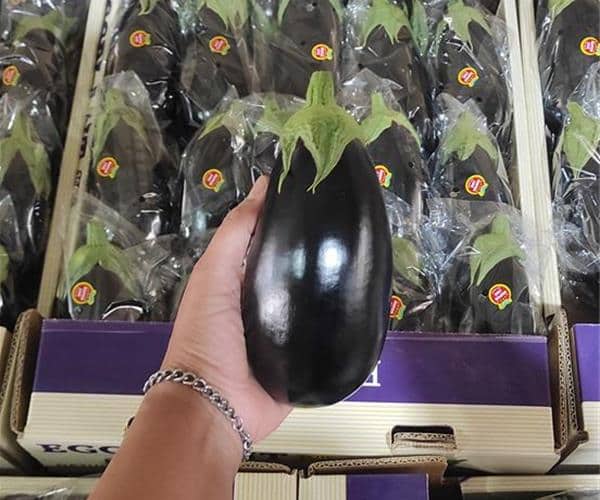 تصویر 1 از فروش بادمجان سیلیسیا + قیمت خرید به صرفه